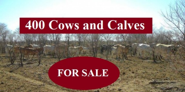 400 Cows and Calves (FOR SALE)