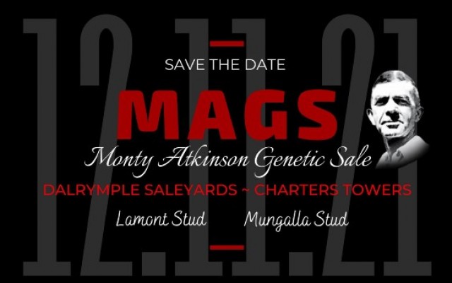 MAGS Droughtmaster Bull Sale