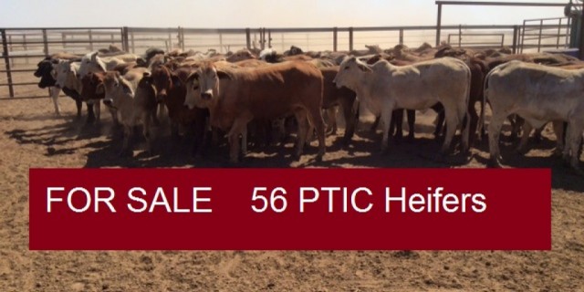  56 PTIC Heifers (FOR SALE )