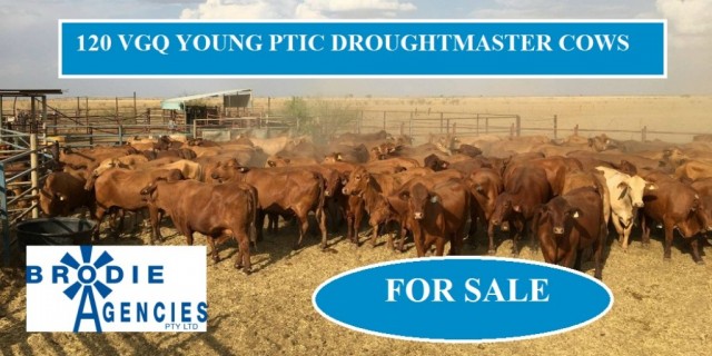 120 VGQ YOUNG PTIC DROUGHTMASTER COWS