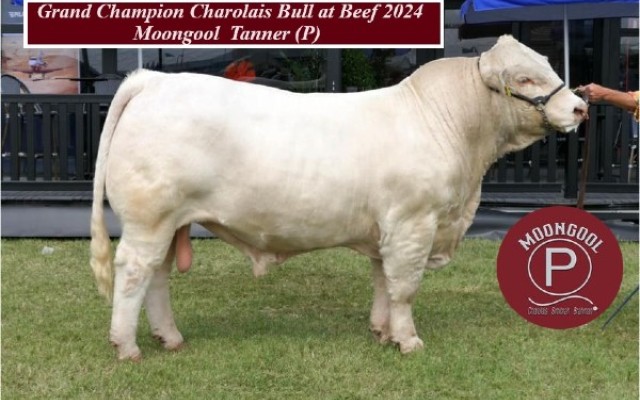 MOONGOOL 31TH ANNUAL ON PROPERTY BULL SALE