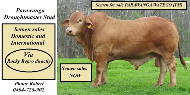 Semen available  Parawanga Watego (PH)