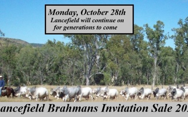 Lancefield Brahmans Invitation Sale 2024