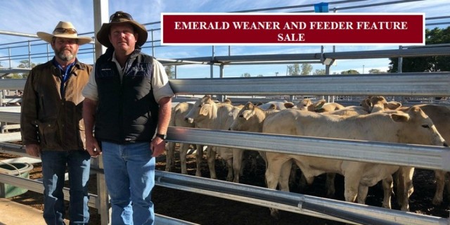 EMERALD WEANER AND FEEDER FEATURE SALE
