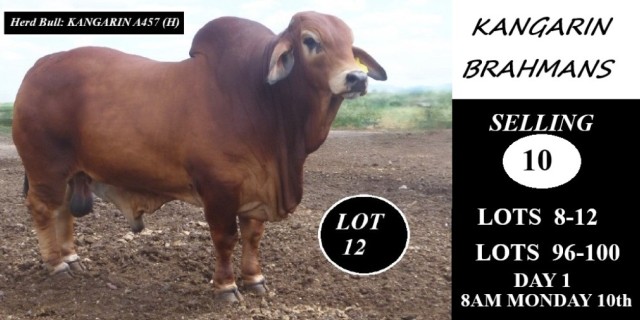 Kangarin Stud Feb All Breeds Sale 2025..