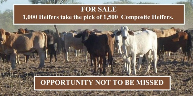 FOR SALE: 1,000  Composite Heifers