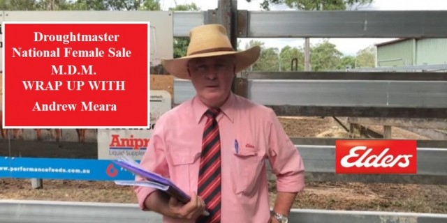 The National Droughtmaster Female Sale (RESULTS)