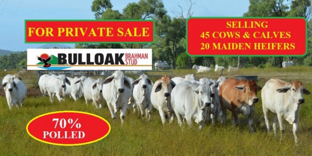 Brahman Herd Reduction (Private Sale)