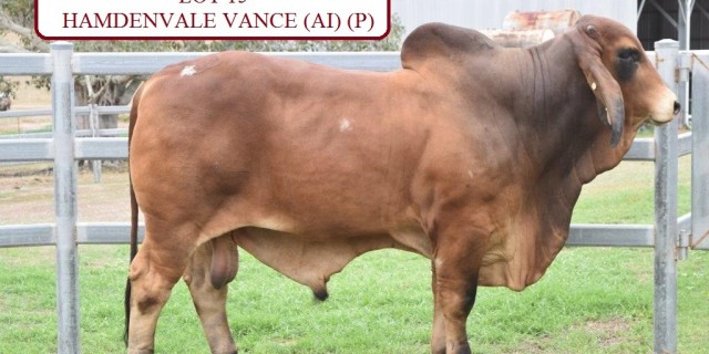 Beef Country Brahman Bull sale at Nebo Friday 13th