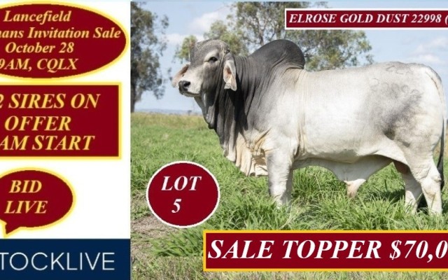  Lancefield Brahmans Invitation Sale 2024