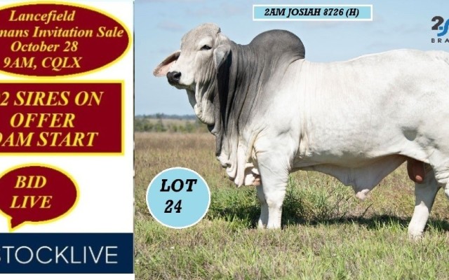  Lancefield Brahmans Invitation Sale 2024