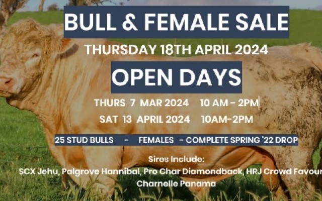 Challambi Charolais Bull and Female Sale 2024