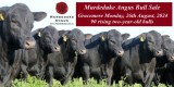 Murdeduke Angus Bull Sale 2024.