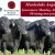 Murdeduke Angus Bull Sale 2024.