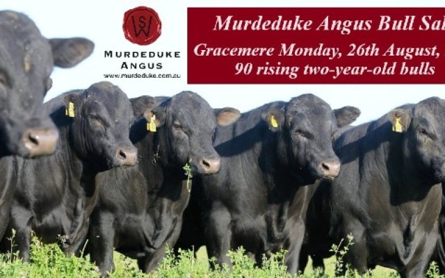 Murdeduke Angus Bull Sale 2024.