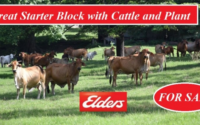 Great Starter Block with Cattle and Plant