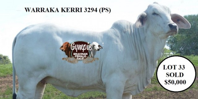 Gympie Female Sale 2021 RESULTS 