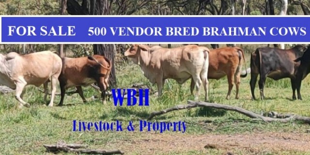 FOR SALE  500 VENDOR BRED BRAHMAN COWS  