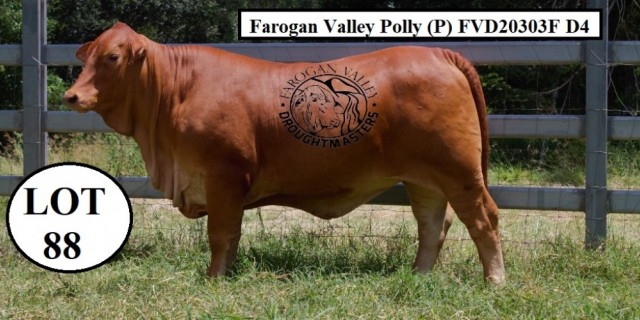 Farogan Valley Droughtmasters Female Sale 2022