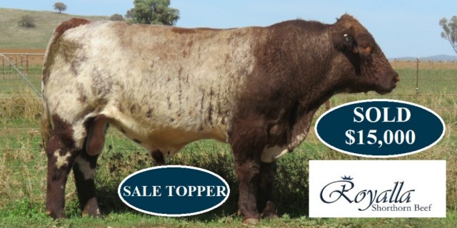 Royalla Shorthorns Bull Sale 