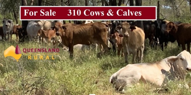  For Sale 310 Cows and Calves