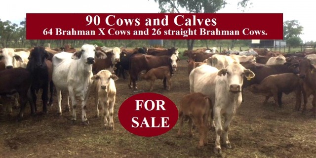 90 Cows and Calves 