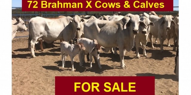 72 Brahman X Cows & Calves
