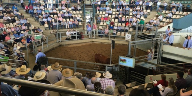 Day 1 National Droughtmaster SALE O SALE O 