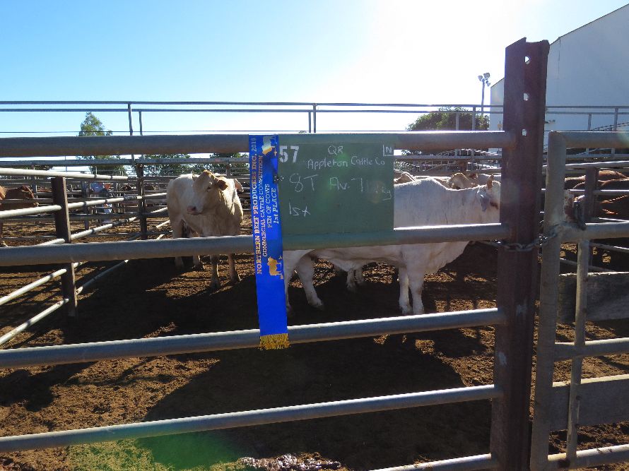 Northern Beef Producers Commercial Cattle Sale 