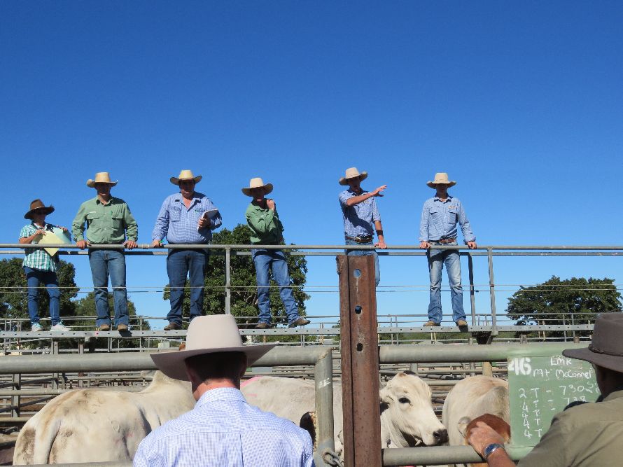 Northern Beef Producers Commercial Cattle Sale 