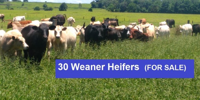 30 Weaner Heifers (FOR SALE)