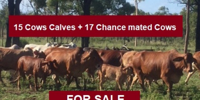 15 Cows & Calves + 17 Chance mated Cows