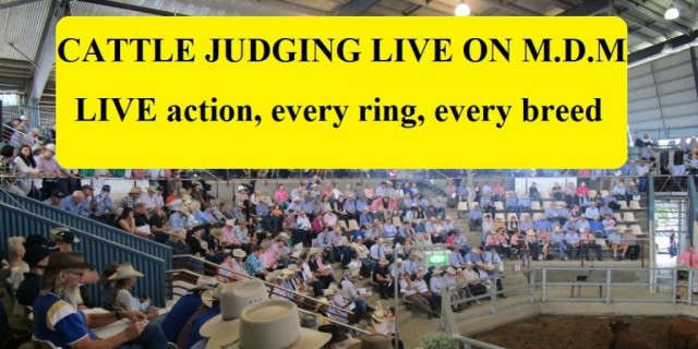 ALL CATTLE JUDGING LIVE ON M.D.M.