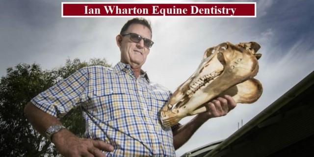 Ian Wharton Equine Dentistry