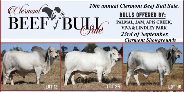 10th annual Clermont Beef Bull Sale.
