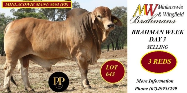 Minlacowie & Wingfield Brahmans (RBW)