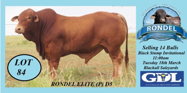  Rondel Droughtmasters Black Stump Invitational sale 2025