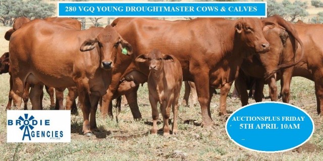 144 VGQ PTIC DROUGHTMASTER YOUNG COWS
