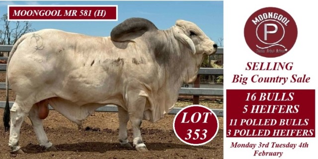 MOONGOOL BRAHMANS BIG COUNTRY 2025