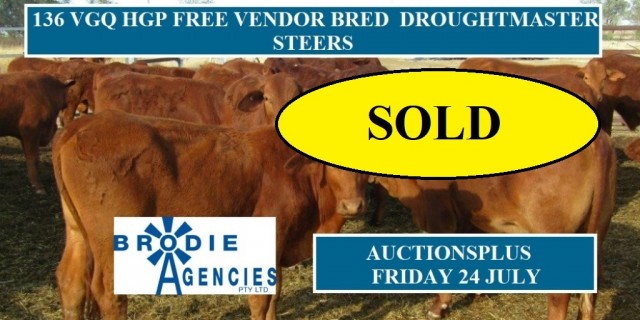 136 VGQ HGP FREE VENDOR BRED DROUGHTMASTER STEERS