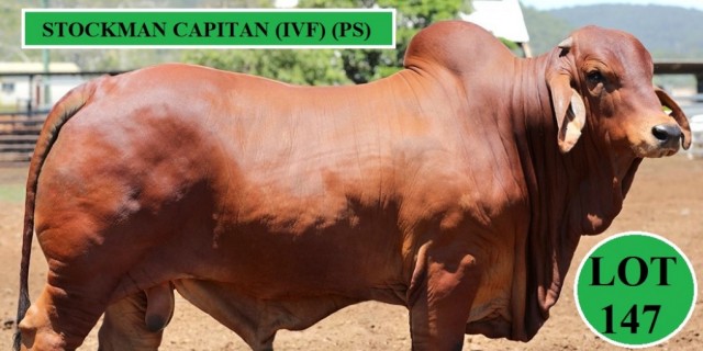 Stockman Reds Big Country Sale 2023