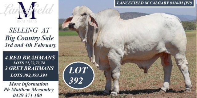 Lancefield M Brahmans Big Country Sale.