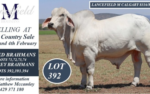 Lancefield M Brahmans Big Country Sale.