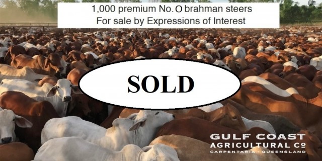 FOR SALE 1,000 STEERS...
