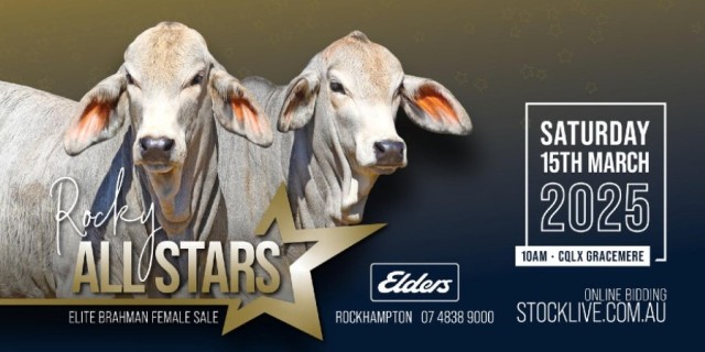 2025 Rocky All Stars Elite Brahman Female Sale.