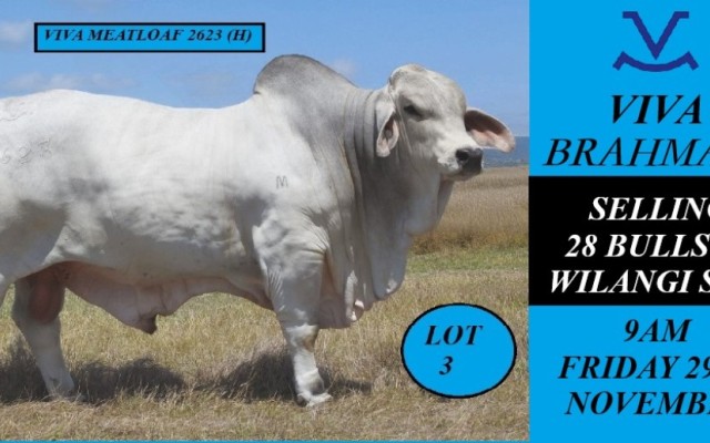 Viva Brahmans Wilangi Sale team 2024.