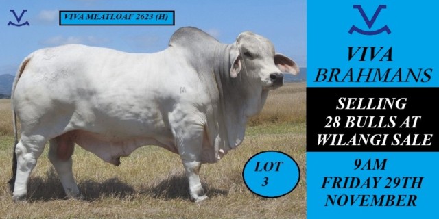 Viva Brahmans Wilangi Sale team 2024.