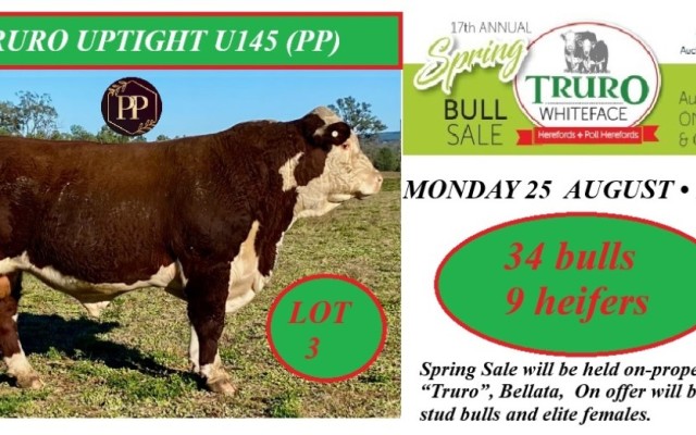 Truro Hereford Spring Sale