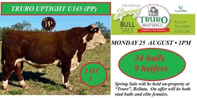 Truro Hereford Spring Sale