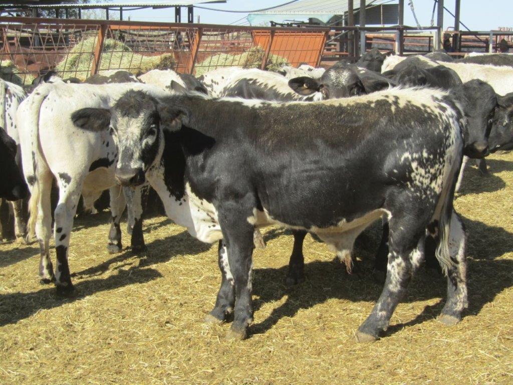 136 VGQ SPECKLE PARK/DROUGHTMASTER CROSS STEERS